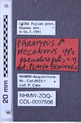 Etiketten zu Melanotus pseudoregalis (NHMW-ZOO-COL-0007506)